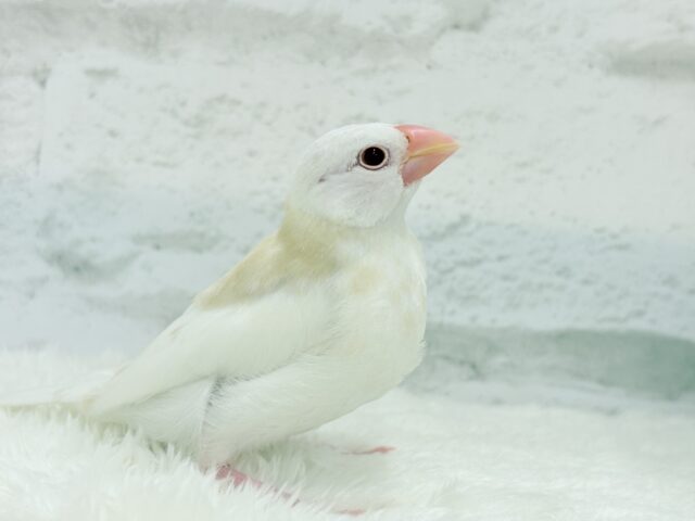 アルビノ文鳥