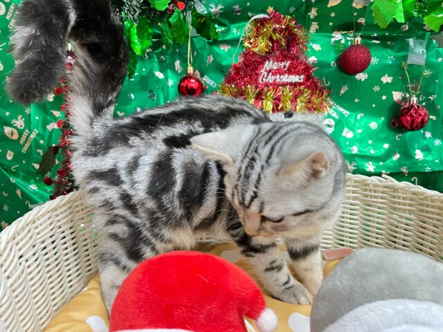 アメリカンショートヘア