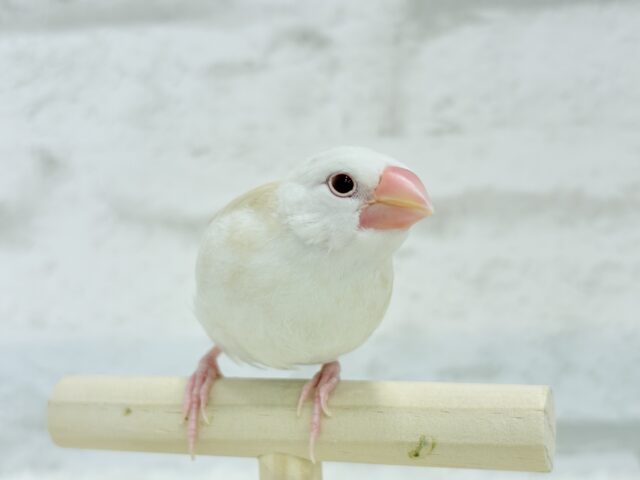 アルビノ文鳥