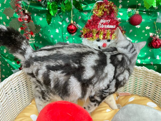 アメリカンショートヘア