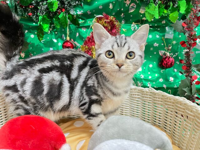 アメリカンショートヘア