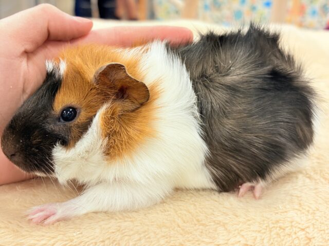 アビシニアンモルモット