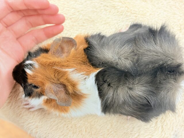 アビシニアンモルモット