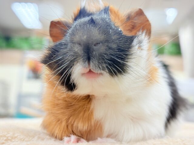 アビシニアンモルモット