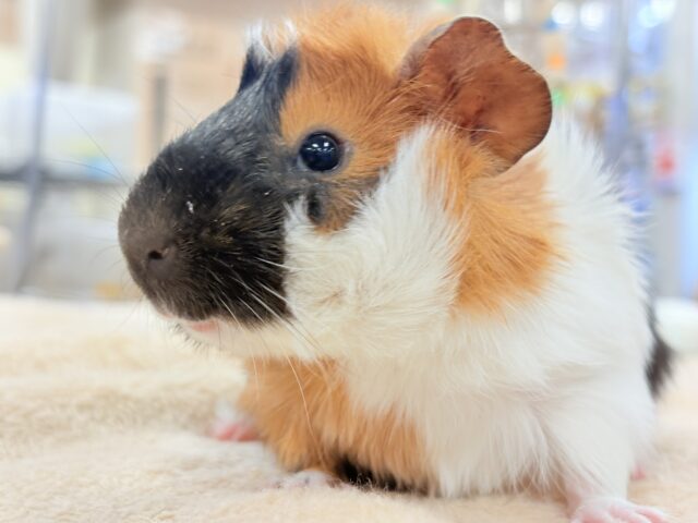 アビシニアンモルモット