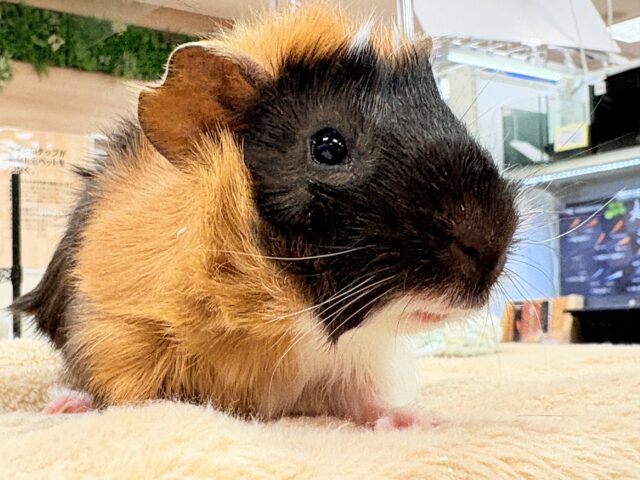 アビシニアンモルモット