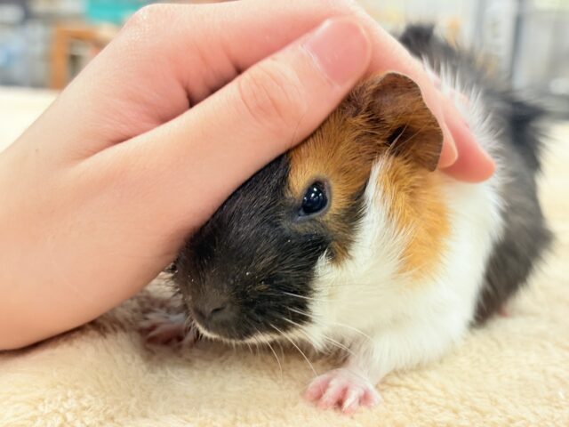 アビシニアンモルモット