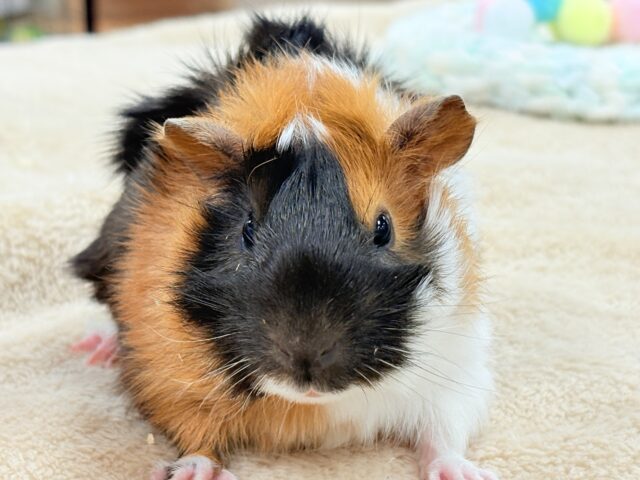 アビシニアンモルモット