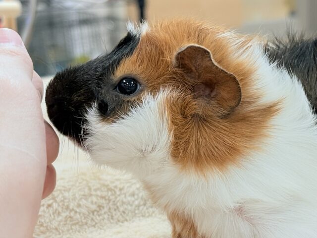 アビシニアンモルモット