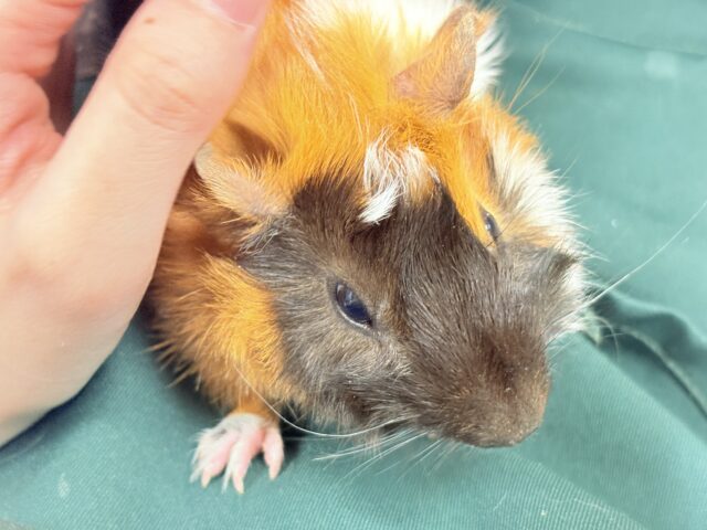 アビシニアンモルモット