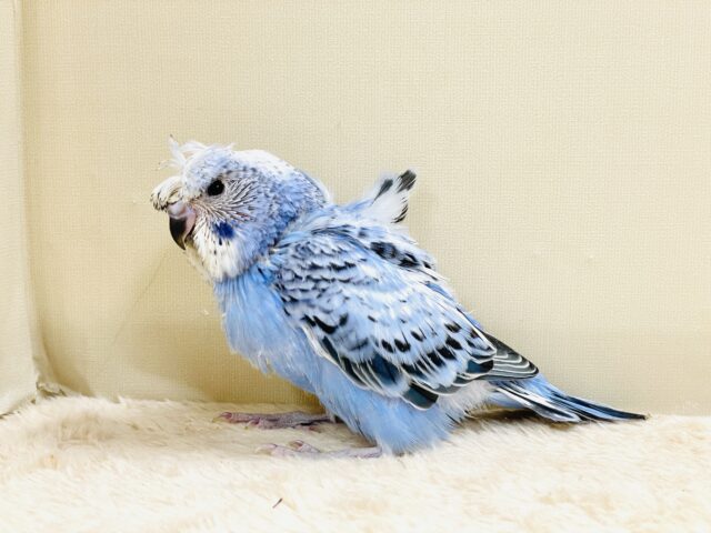 梵天セキセイインコ