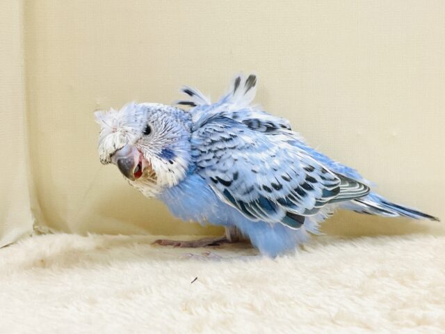 梵天セキセイインコ