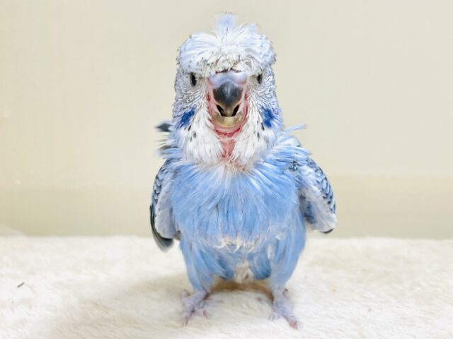 梵天セキセイインコ