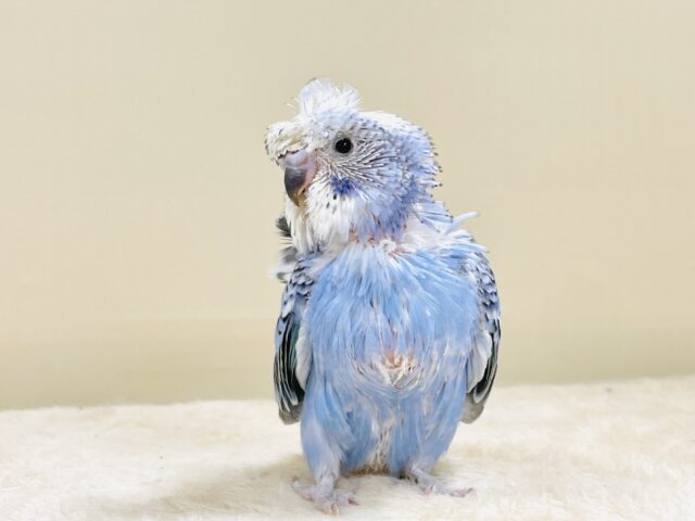 梵天セキセイインコ