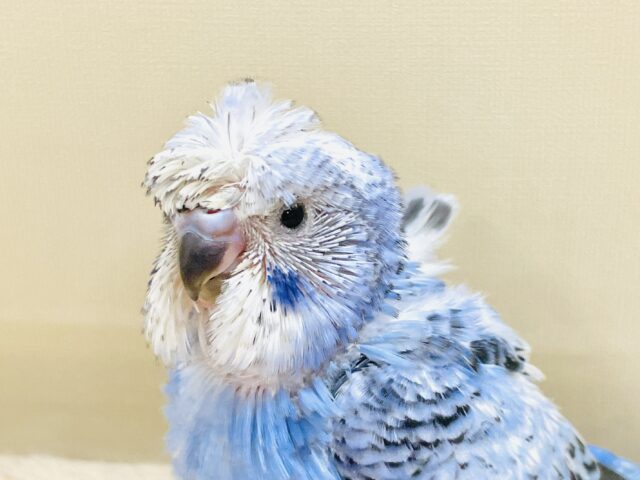 梵天セキセイインコ