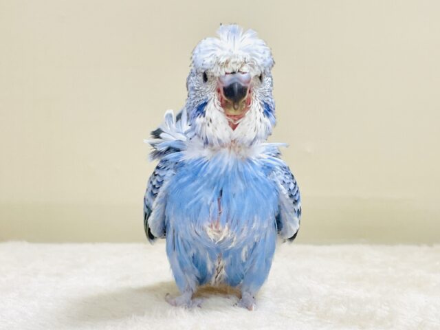 梵天セキセイインコ