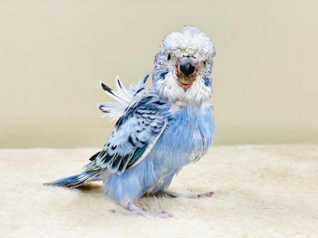 梵天セキセイインコ