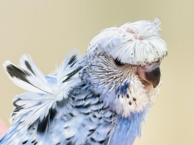 梵天セキセイインコ