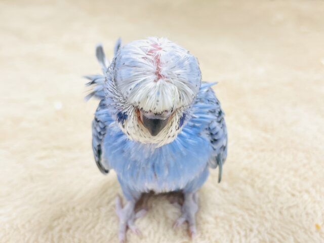 梵天セキセイインコ