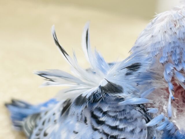 梵天セキセイインコ