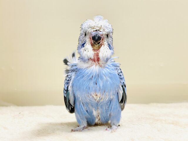 梵天セキセイインコ