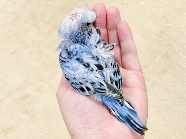 梵天セキセイインコ