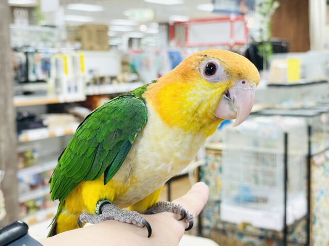 シロハラインコ