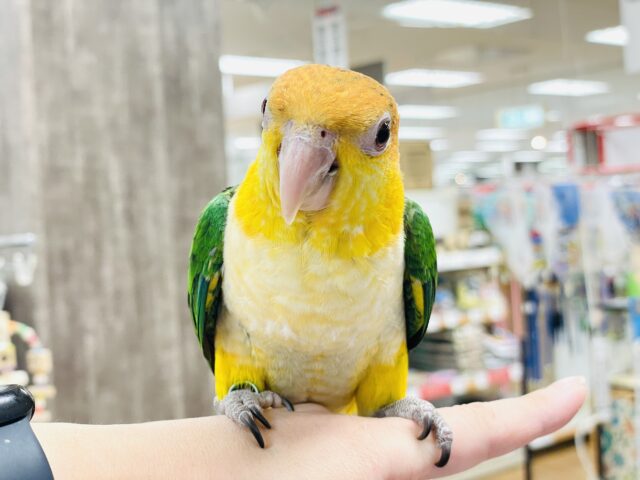 シロハラインコ