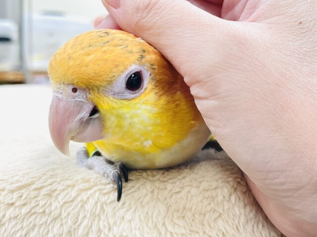 シロハラインコ