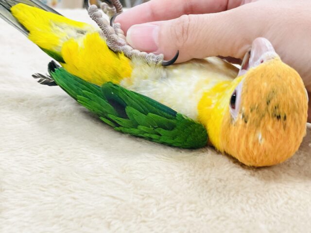 シロハラインコ
