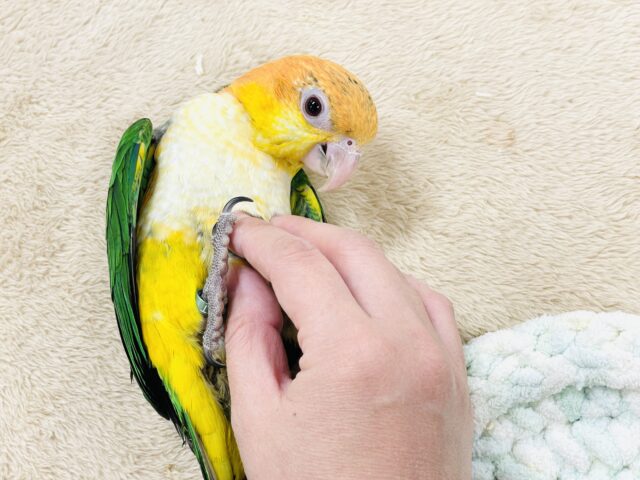 シロハラインコ