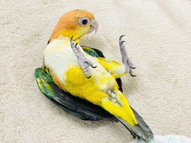 シロハラインコ