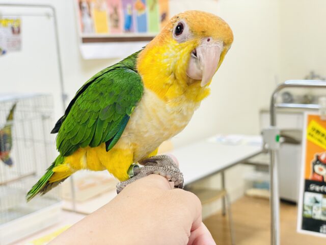 シロハラインコ