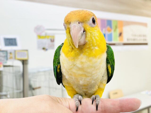 シロハラインコ