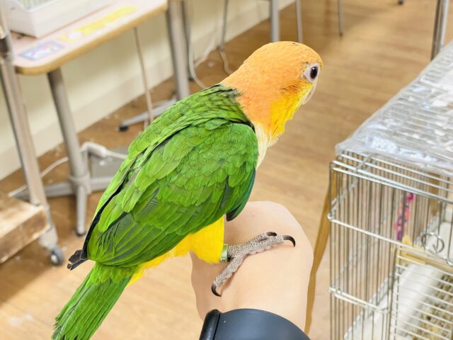 シロハラインコ