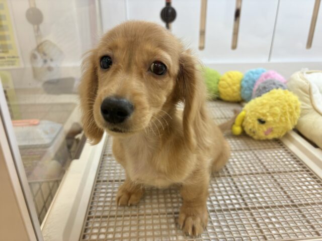 ミニチュアダックス