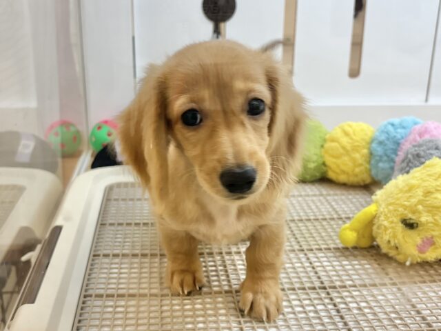 ミニチュアダックス