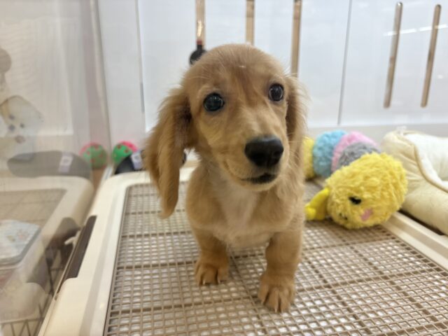 ミニチュアダックス