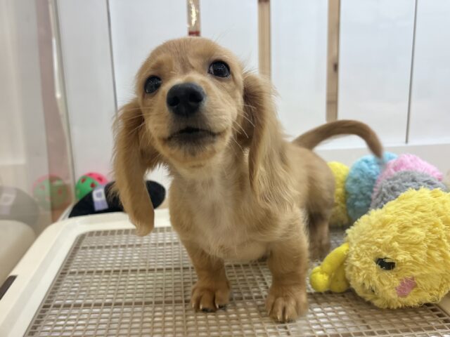 ミニチュアダックス