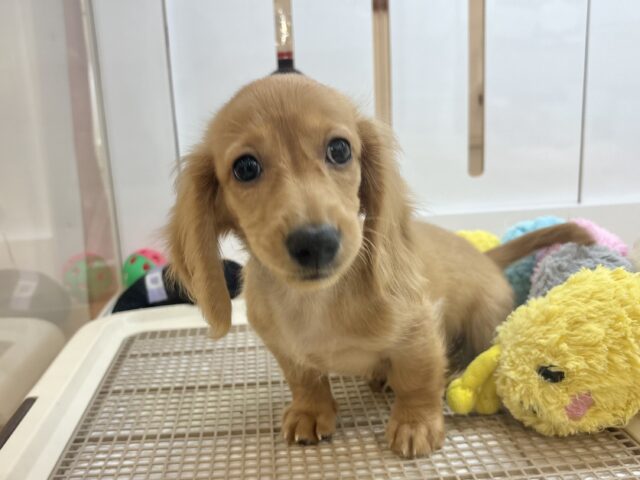 ミニチュアダックス