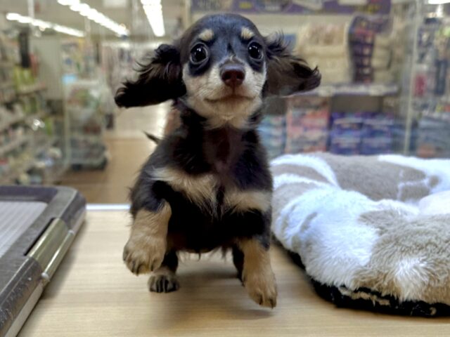 ミニチュアダックス