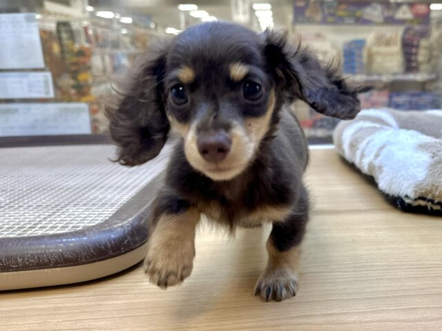 ミニチュアダックス