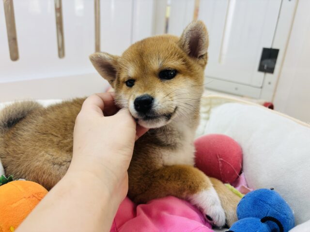 柴犬