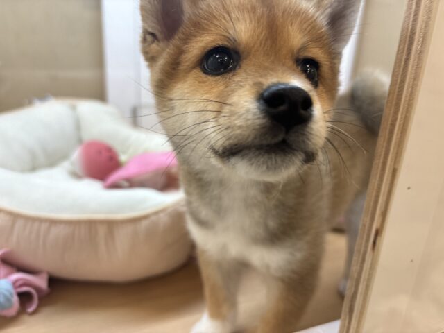 柴犬