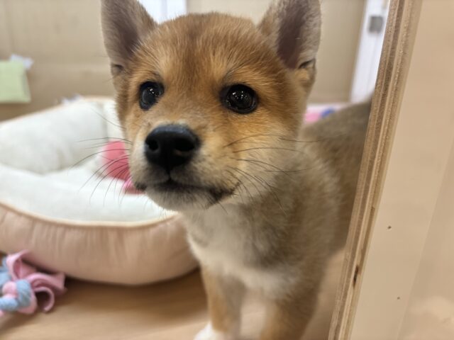 柴犬
