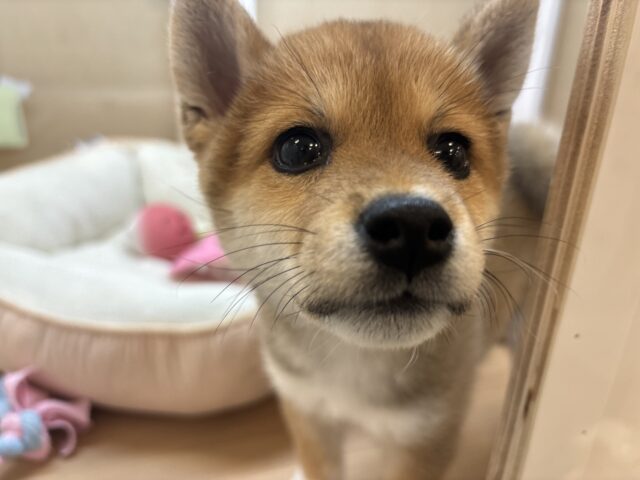 柴犬