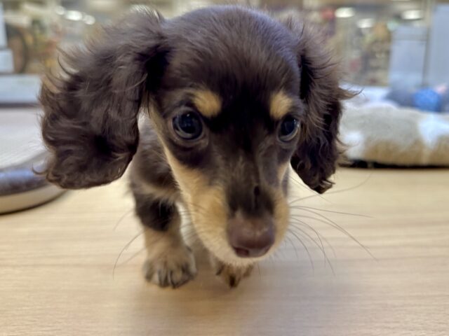 ミニチュアダックス