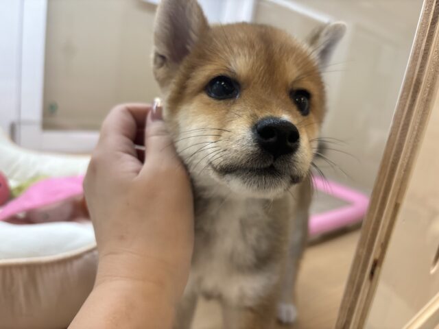 柴犬