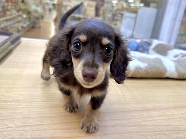 ミニチュアダックス