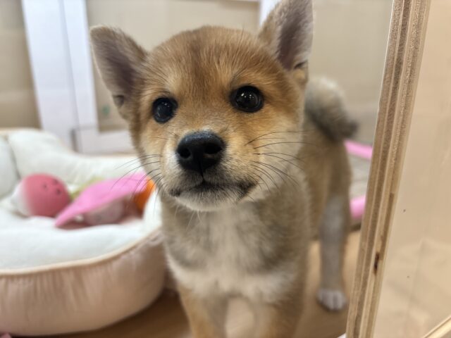 柴犬